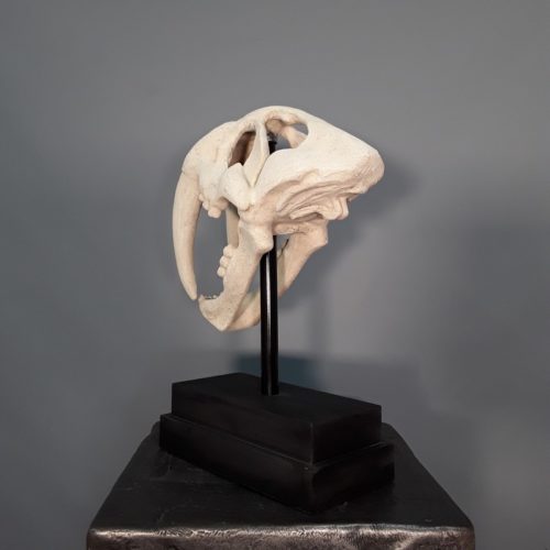 crâne de lion préhistorique nlcdeco