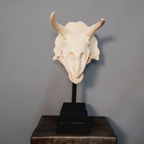 resin triceratops skull trophy nlcdeco
