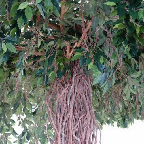 Feuillage en tergal du Ficus artificiel nlcdeco
