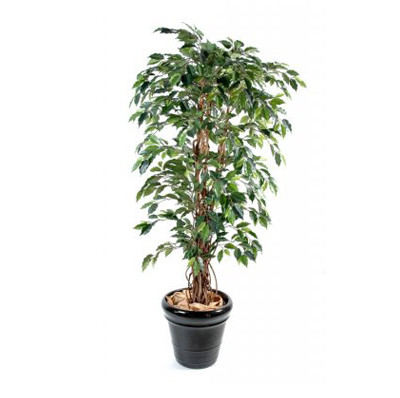 Ficus liane