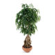 Ficus longifolia tronc