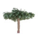 Ficus umbrella - 25600 feuilles