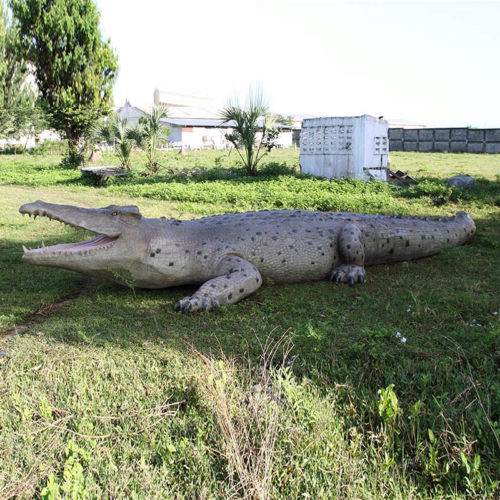 Crocodile nlc deco