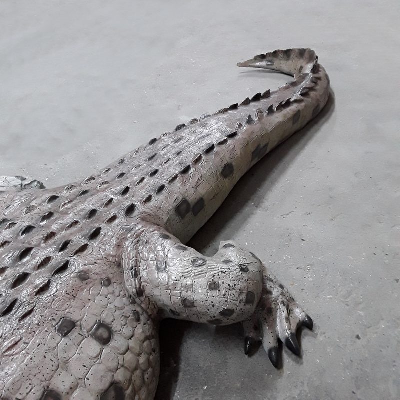 Crocodile reptiliens animaux exotiques nlcdeco