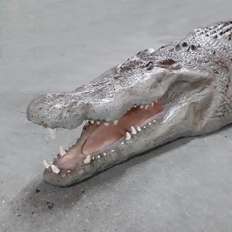 Crocs du Crocodile nlcdeco