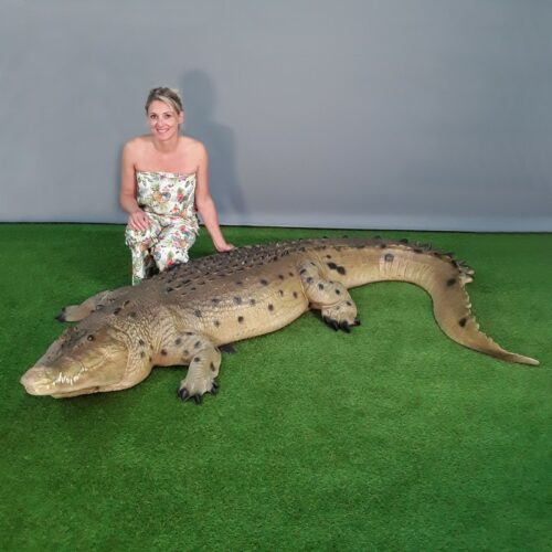 reproduction crocodile gueule fermée