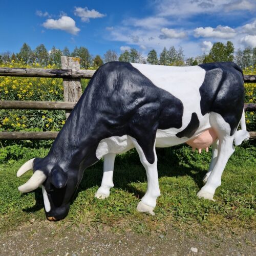 vache tête basse noire et blanche dans un champ