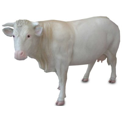 Vache Charolaise