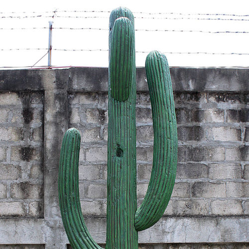 Cactus géant NLC DEC