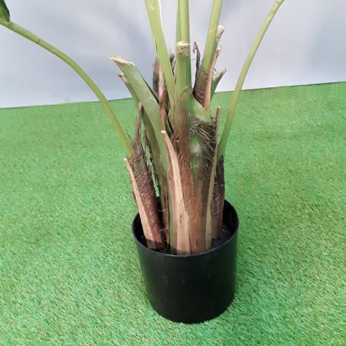Tronc Kentia palm nlcdeco