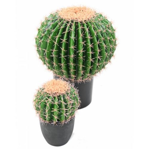 Cactus echino décoration végétale nlcdeco