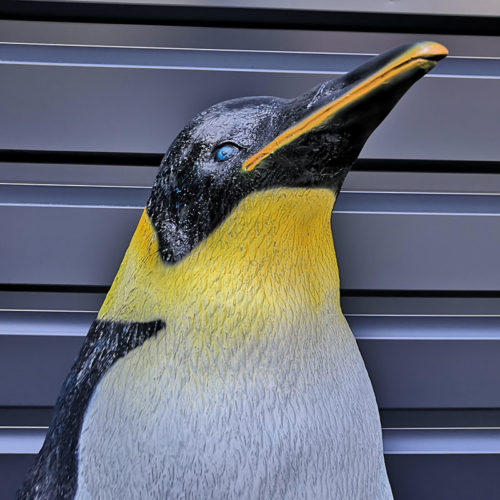 Pingouin femelle – Image 3