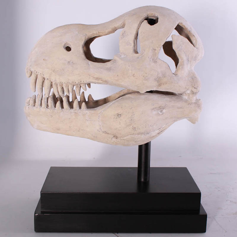 real t rex skull