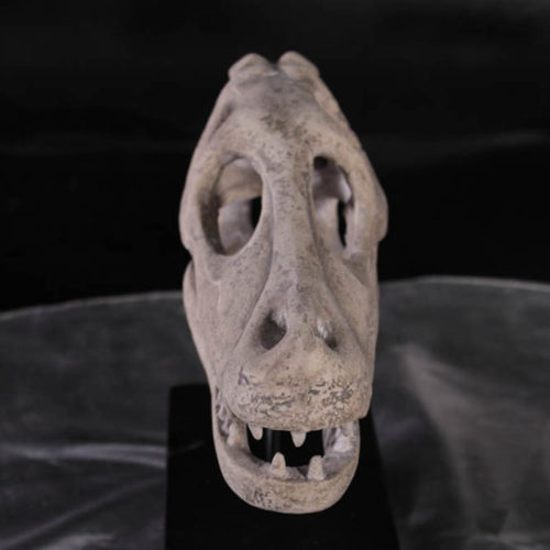Crâne de Raptor NLC DECO