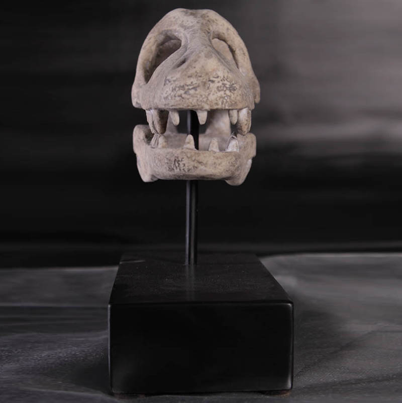 Crâne de Raptor NLC DECO