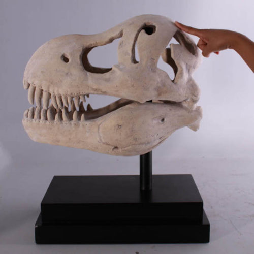 Crâne de T-Rex NLC DECO