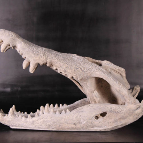 Crâne de crocodile NLC DECO
