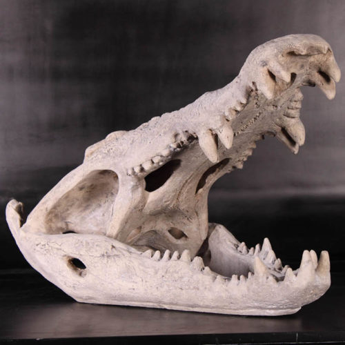 Crâne de crocodile NLC DECO