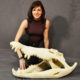Crâne de crocodile NLC DECO (3)