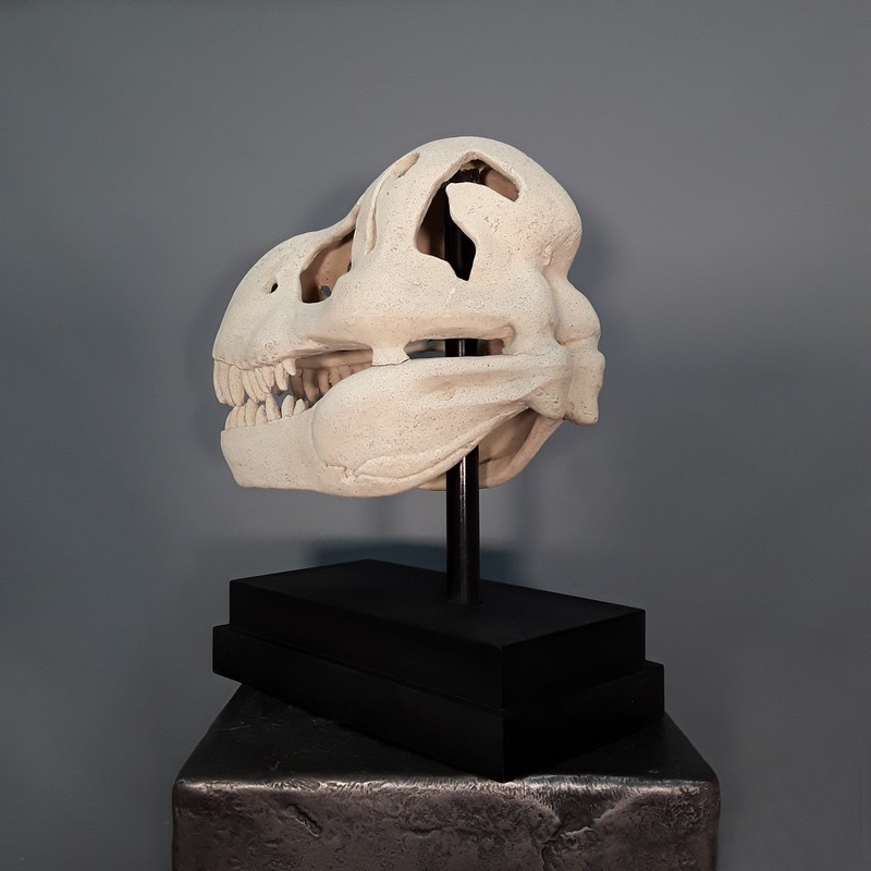 reproduction crâne de T-REX nlcdeco