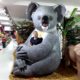 Koala géant pour prise de photos nlcdeco
