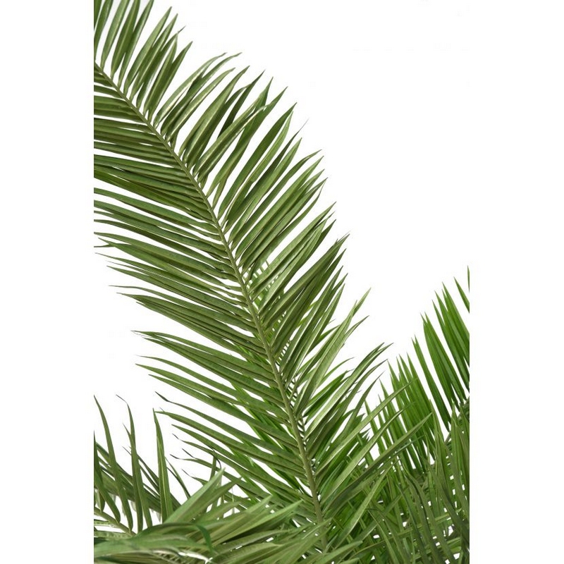 feuille de palmier NLCDECO