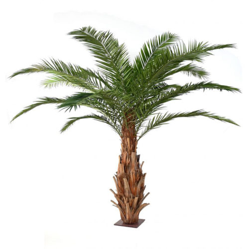 palmier-canarie-3m nlc déco NLC DECO