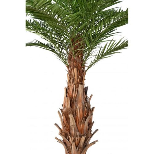 palmier nlcdeco
