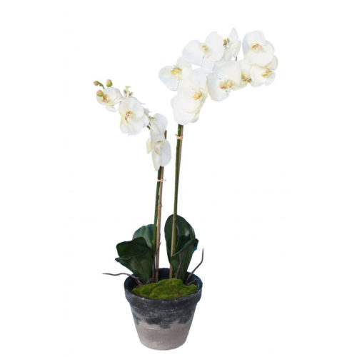 phalaenopsis-potted-65-cm NLCDECO nlc déco