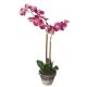 phalaenopsis-potted-65-cm NLCDECO nlc déco