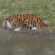 tigre qui boit animaux en resine nlcdeco déco (1)
