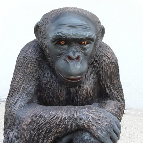 Chimpanzé-visage-nlcdeco-.jpg
