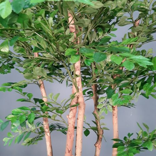 Feuillage acacia en tergal