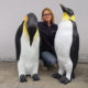 couple de pingouin nlcdeco animaux en resine (1)