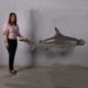 requin-marteau-nlcdeco-animaux-tropicaux-en-résine-taille-réelle.jpg