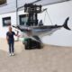 Reproduction grand requin