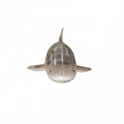 Requin léopard animal marin nlcdeco