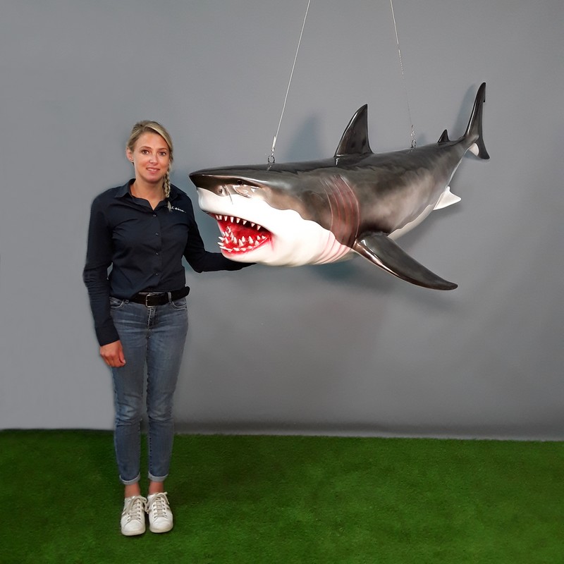 reproduction requin nlcdeco