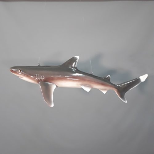 shark to hang nlcdeco