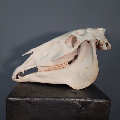 crâne de cheval décor western nlcdeco