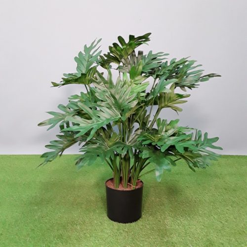 plante d'intérieur Philodendron nlcdeco