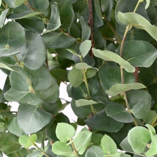 feuilles d'eucalyptus nlcdeco