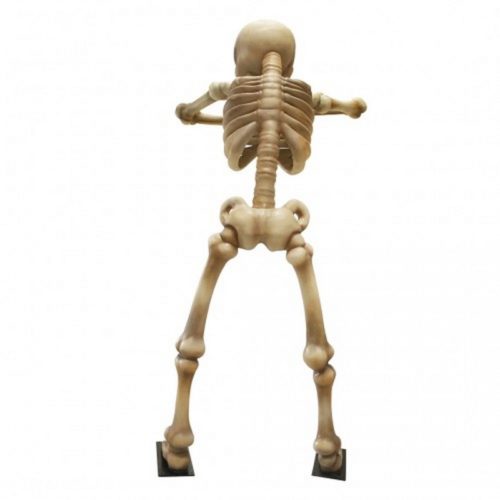 reproduction squelette humain de plus de 4 mètres nlcdeco