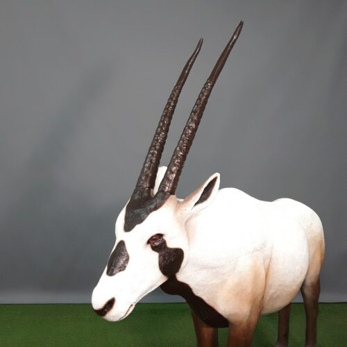 longues cornes de l'Oryx