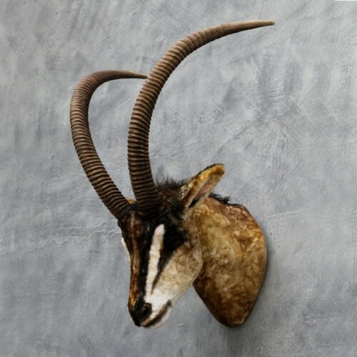 trophée antilope noire nlcdeco