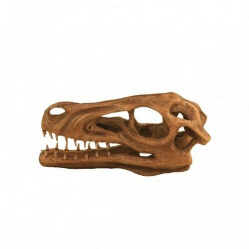 Dinosaur Skull nlcdeco