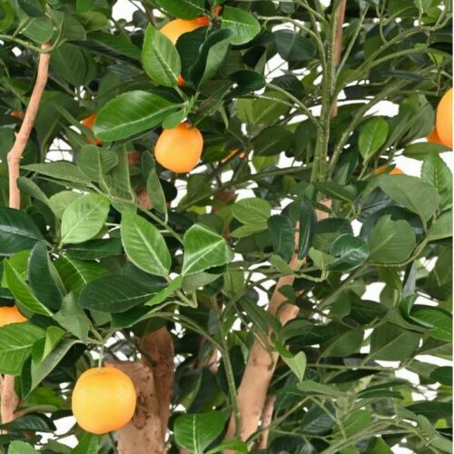 fausses oranges nlcdeco