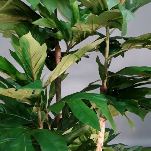 feuillage Artocarpus en tergal