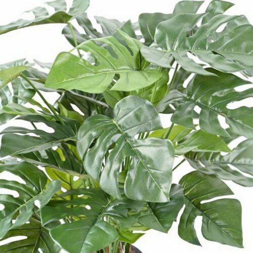 feuillage du philodendron nlcdeco