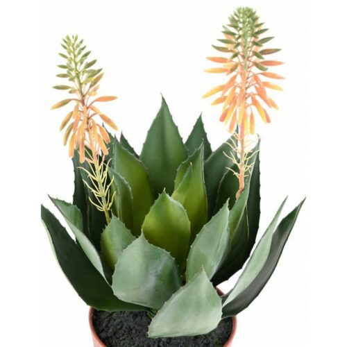 fleurs d'Agave nlcdeco
